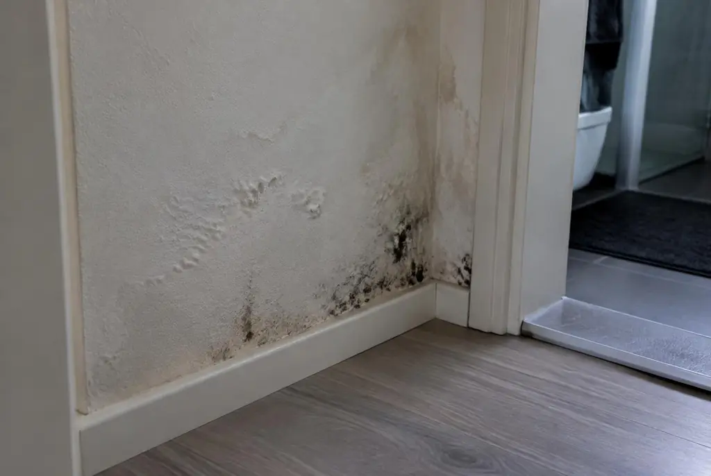 Lekdetectie Hulshorst – vochtplek met schimmel op een muur